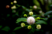 Flora