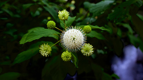 flora612182